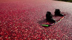 Wake Boarding In Cranberries