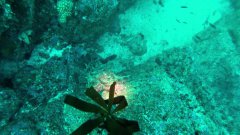 The Octopus Affair