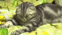 Cat Passes Out, Falls Asleep