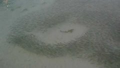 Shark Swimming In School Of Fish Repels Fish