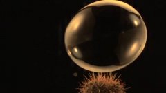 Bubble Bursting on Cactus