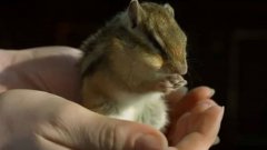 Cute Chipmunk In Slow Motion