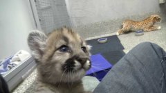 Rescued cougar orphans