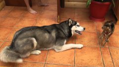 Husky meets cat