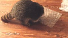 Raccoon Popping Bubble Wrap