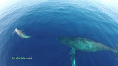 Enormous Dolphin And Whale Pod Stampede