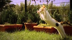 Kitten In Slow Motion
