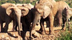 Mother Elephant Rescues Her Calf Stuck In The Mud