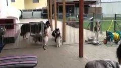 Well-mannered dogs waiting for their name to be call