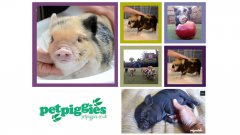 Micro Pig Compilation
