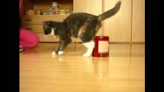 Suki 8 months trained cat