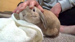 Rabbit Gets Angry When The Petting Stops