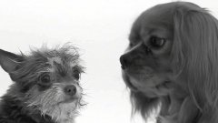 First Sniff (First Kiss Parody)
