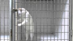 Smart Cat Escapes Cage