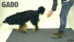 Magic for dogs