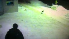 Man Shows Cat Where Other Cats Ran