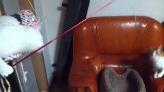 Cat Fishes For Other Cat