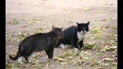 Police Dog Stops Cat Fight