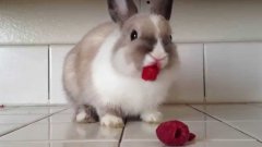 Bunny Eating Raspberries