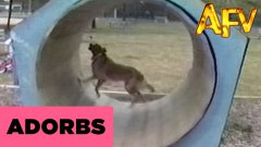 Hamster Dog