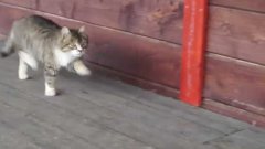 Army cat