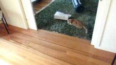 Laser Cat Bowling
