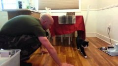 Cats Welcoming Home Soldiers