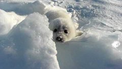 Baby Seal Crying