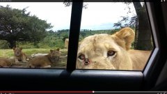 Lion opens car door