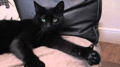 Cat Gives Thumbs Up