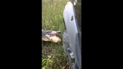 Gator vs Truck