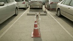 The Dog