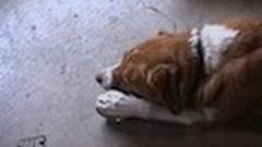 Dog Opens Can Of Dog Food