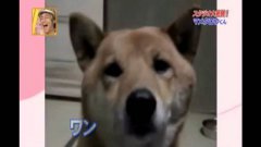Dog Barks Loudly, Then Softly, Per Owner's Request