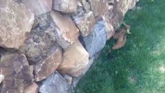 Weasels Babies Follow Mom
