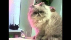 Rebellious Cat Knocks a Glass of Water Over the Edge of a Table