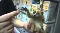 Cute Loris With Umbrella