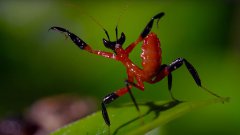 Kung Fu Mantis Vs Jumping Spider