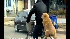 Dog Rides Back Of Bicycle