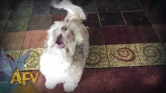 Cody The Screaming Dog