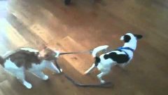 Cat Pulls Dog by Leash Around House
