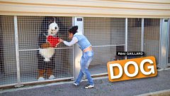 Dog (Remi Gaillard)