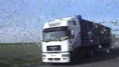 Truck Releases Hundreds Of Pigeons