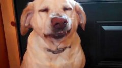 Dog Feels Guilty For Eating Kitty Treats