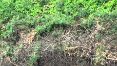 Jaguar diving into river to catch a Caiman