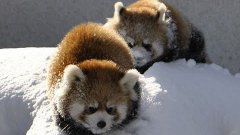 Red Panda Playing In Snow