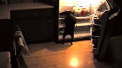 Dog Open Fridge, Takes Pizza