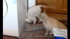 Cat Crazy Capoeira Pose