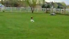 Dog Balances Basketball On Nose