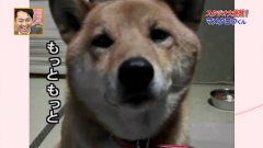 Dog Gradually Barks Quieter